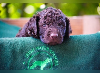 Irish Water Spaniel Welpen / Nichthaarend / FCI - VDH Zucht