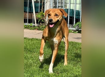 ♥PUMUCKL♥ auf Pflegestelle in Köln - zuckersüßer, sanfter, noch etwas unsicherer Junghund 41 cm