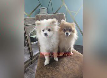Pomeranian Spitz