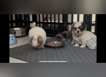 Maltipoo - Welpen - Rüden und Hündin