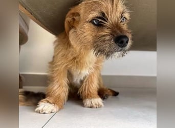 Brownie und Mirabell - verspieltes, freundliches, katzenverträgliches Doppel / noch in Rumänien
