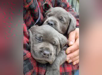Labrador Retriever chacoral/Silber