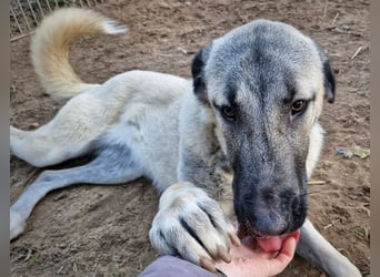 Kangal-Junghunde -  Sila, Shaya und Tamaz