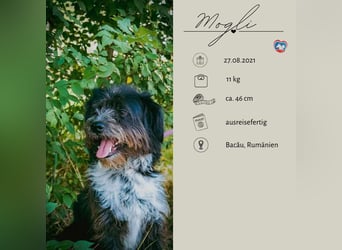 MOGLI - ein kleiner Kämpfer sucht sein Zuhause