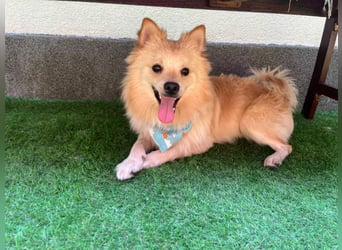 Biscuit SR – junger Herzensbrecher sucht liebevolles Zuhause