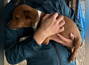 Hundekind JAX sucht seine Herzensmenschen