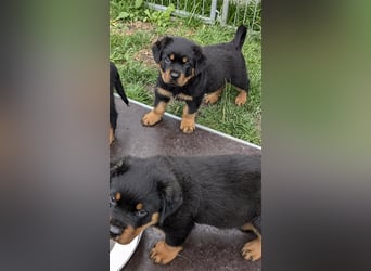 Rottweilerwelpen