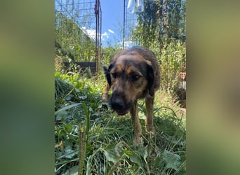 Leo - Jagdterrier Mix