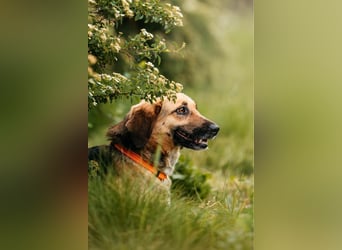 Menschenbezogene Lilo sucht ihre Familie