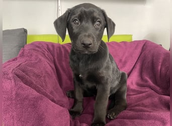 Süße aufgeweckte Mischlingswelpen Labrador-Retriever von Schulhunden