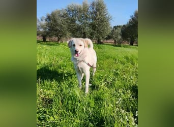 Kleiner Rüde BARNEY sucht sein großes Glück