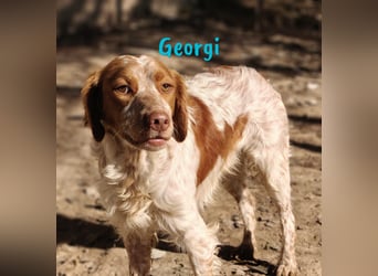 Georgi 05/2023 (ESP) - aufgeweckter und verschmuster Bretonischer Spaniel!