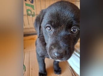 Mily- Kokoni-Mix Mädchen sucht Familie