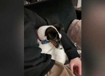 Romi-SI, hübsche Foxterrierdame sucht Rasseliebhaber