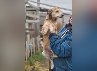 Kleiner Tierschutzhund Bröse❤️sucht Zuhause oder Pflegestelle