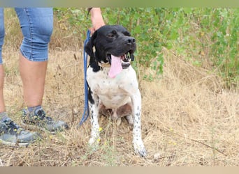 Douglas,  Pointer-Mix, lieb und sozial