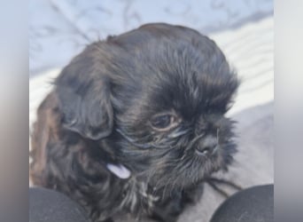 Reinrassige Shih Tzu  Welpen