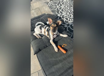 Welpendame CHANEL (auf Pflegestelle in 90453 Nürnberg) sucht ihr Zuhause!