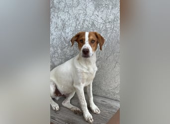Balto: „Ab über die Alpen und für immer nach Hause.“
