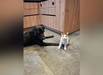 Tyson - der gutgelaunte Traumhund
