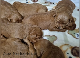 Labradoodle F1 Welpen aus Familienzucht vom Züchter 