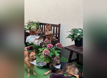 Lilo SR – Verspielte Spitzdame sucht liebevolles Zuhause