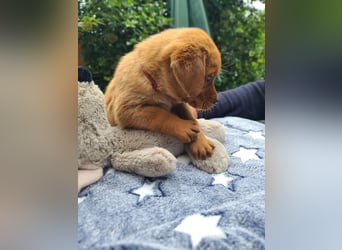 Zauberhafte Labradorwelpen, foxred
