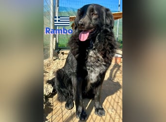 Ricky, geb 01/22 - süßer Schmusebär sucht seine Familie