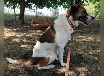 Dolly ein einsamer Schatz