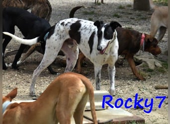 Rocky7 02/2023 (ESP) - sozialer, freundlicher und verschmuster Galgo!