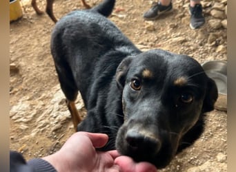 Percy ❤️ aufgeschlossen & verkuschelt!
