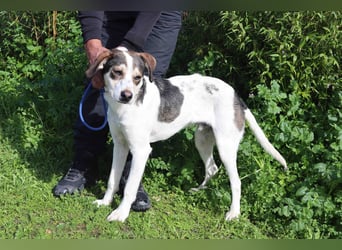 Luigi, Mix Jack Russel Terrier / Beagle , lieb und verträglich