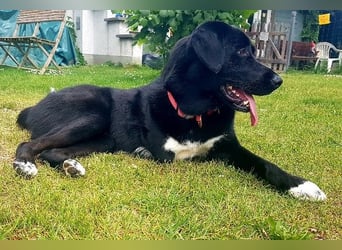 Ein besonderer Hund sucht seine Familie…