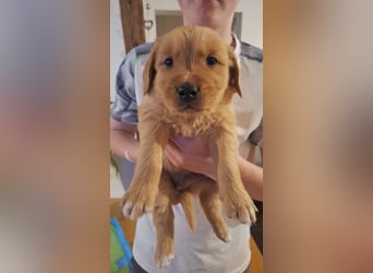 Golden Retriever Welpen