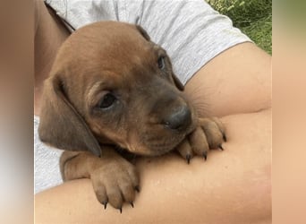 Reinrassige Rhodesian Ridgebackwelpen suchen ein liebevolles zu Hause