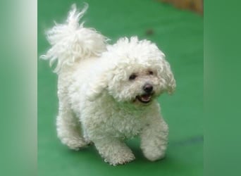 NORA Bichon Mix