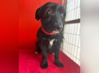 (R) kleiner Herzensbrecher KIKO - 2,5 Jahre, 30cm/8,5kg - Schnauzuer-Mix