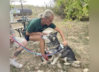 Maya, sanfte Malamute Hündin sucht liebevolle Menschen