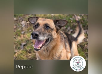 Peppie, lässt gern mal die Ohren hängen!
