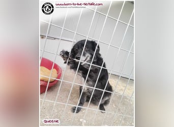 Freundliche QUEENIE sucht ein liebes Zuhause