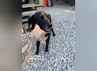 Besondere Adoption! BOOBY sucht Geborgenheit....
