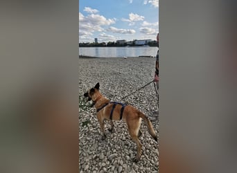 Ava, schöne Malinois-Mix Hündin sucht neues Zuhause !