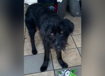 Selma2 11/2022 (GRC) - traumhafte, super soziale und hübsche Schnauzer-Mix Hündin!