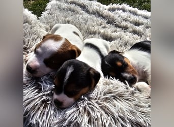 5 wunderschöne Jack Russel Terrier Welpen