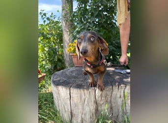Piper, ein fröhliches Hundekind
