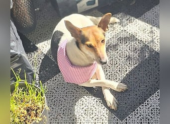 Sonnenschein ROXY - 3 Jahre, 38cm/8kg - Jack Russell-Mix