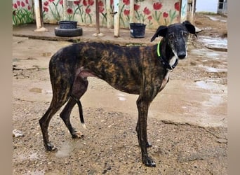 Hamu, RESERVIERT Galgo Rüde mit ruhigem zugewandten Gemüt