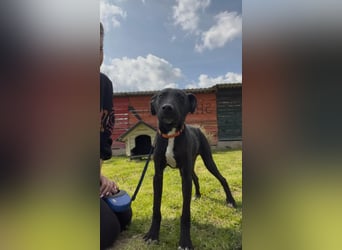 Sirius sucht ein Zuhause