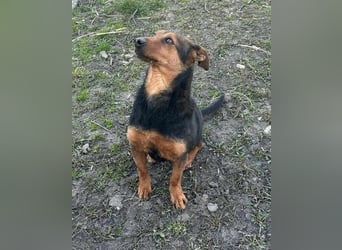 Frida, 10.05.2019 geboren, 31 cm sucht ihre Menschen