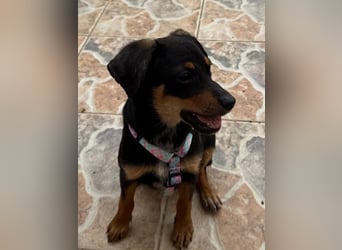 Kritzel, ein kleines Pinschermädchen, sucht ihre Menschen